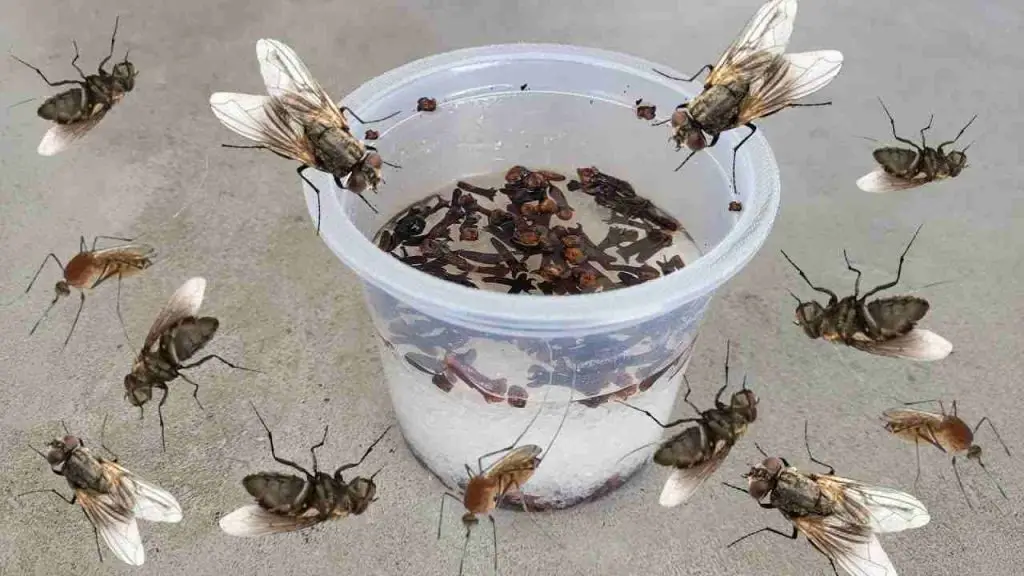 Esto hace que moscas, mosquitos y cucarachas salgan volando en menos de 10 minutos