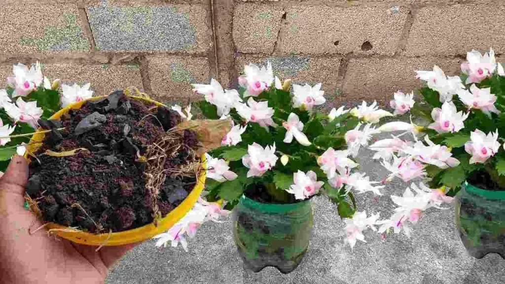 Abono natural para plantas sin coste: sanas y bonitas durante años