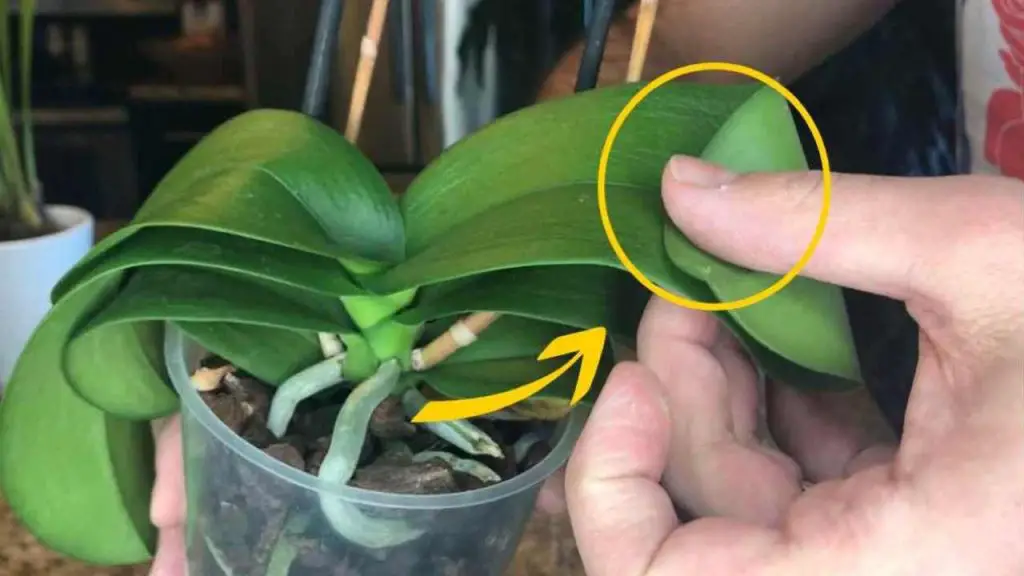 Orquídea de hojas blandas y colgantes hacia abajo: cómo recuperarla inmediatamente