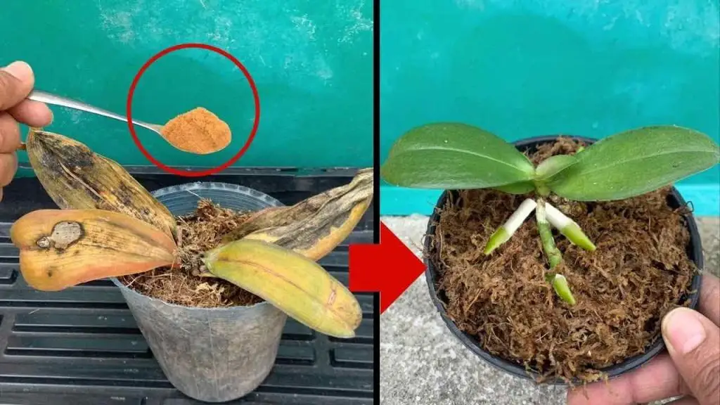 Orquídeas podridas, no hay que tirarlas: con una pizca de esto vuelven a la vida