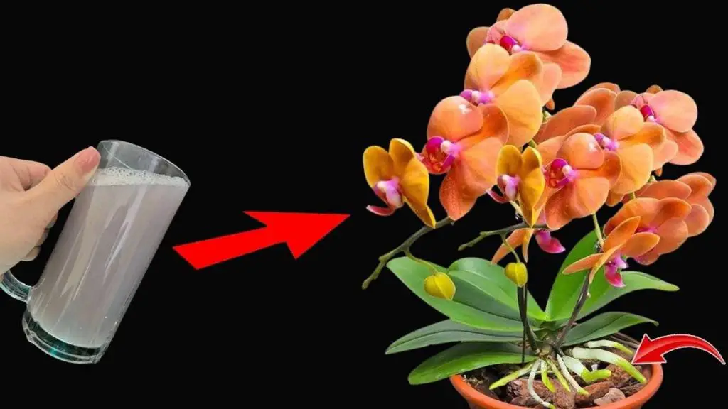 Úselo regularmente para plantas y tendrá flores y raíces fuertes: prosperando sin fin