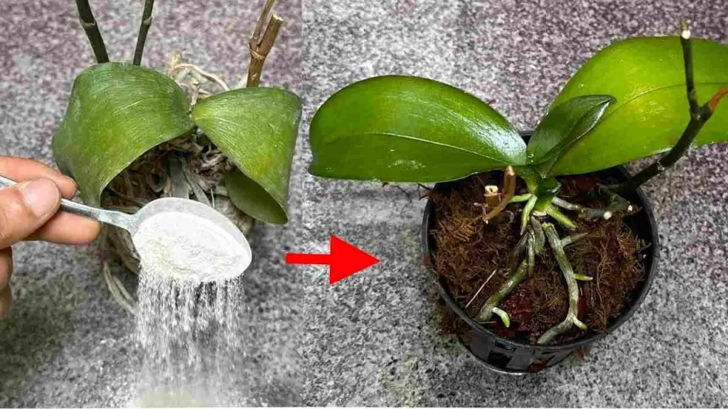 Parece casi imposible, pero es todo cierto: resucita tus plantas muertas