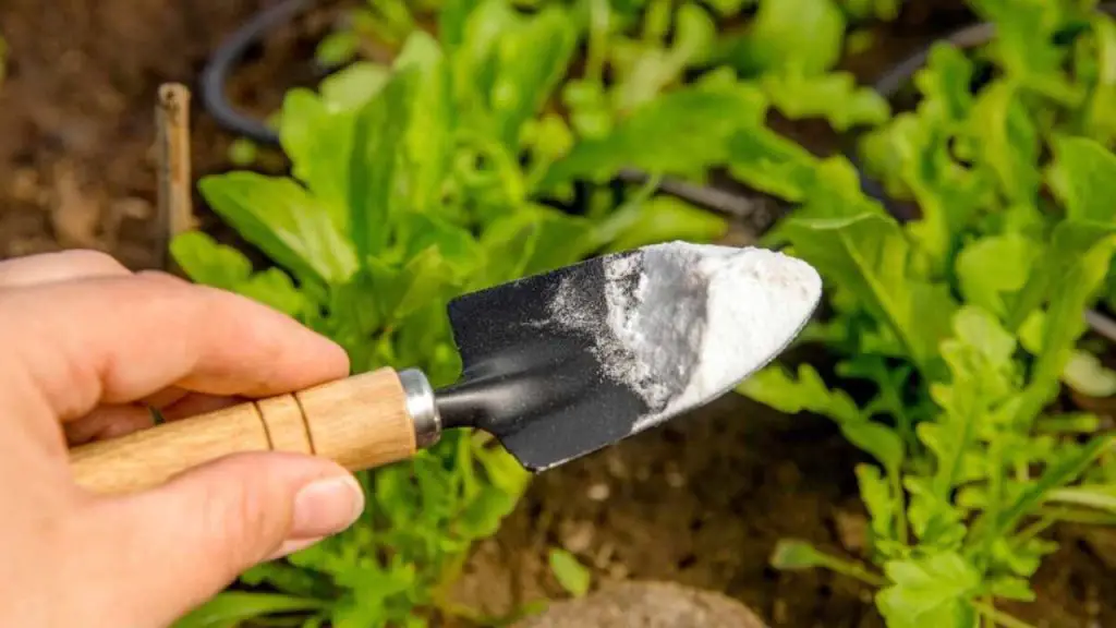 No solo repele plagas, sino que también elimina malas hierbas: el ingrediente ‘mágico’