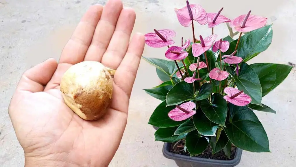 No lo desperdicies más, tirarlo es un error: úsalo para plantas en el balcón y en el jardín