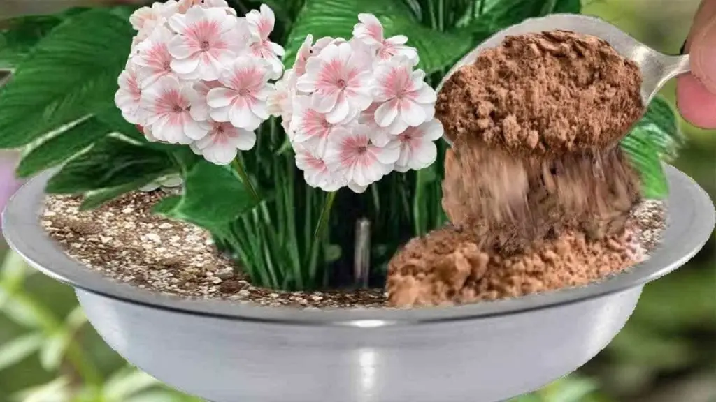 Será este abono natural el que llenará de hermosas flores tus plantas favoritas