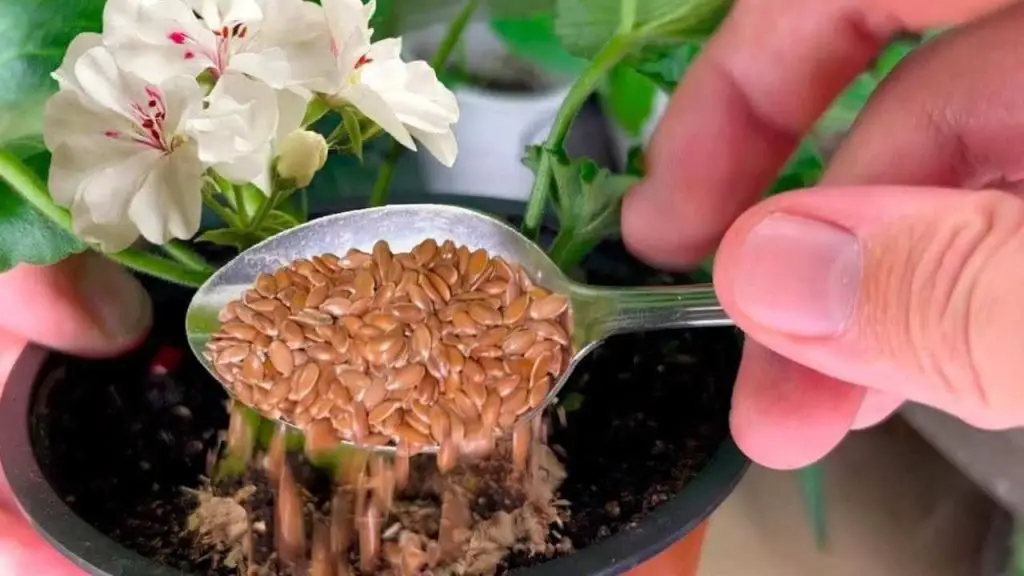 Incluso las flores que no han florecido durante años resurgirán: 1 cucharada en cada planta es suficiente