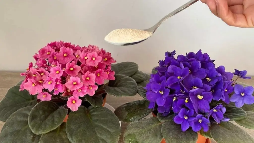 Haga esto todas las noches para que sus violetas florezcan profusamente, florecerán de inmediato.