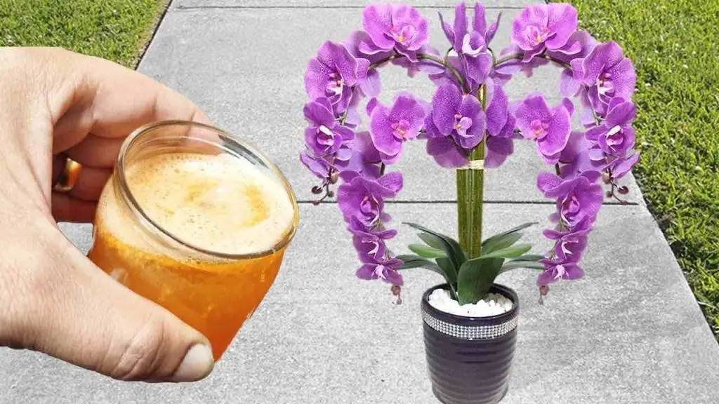 Si lo pruebas una vez nunca dejarás de regar las orquídeas de esta forma