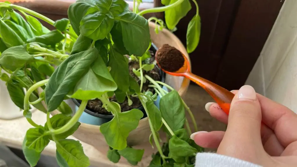 Albahaca: con una cucharada de este ingrediente se mantiene saludable y exuberante durante años