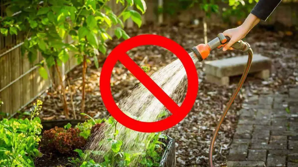 Huerto, cómo cultivar sin agua con el famoso método Fukuoka