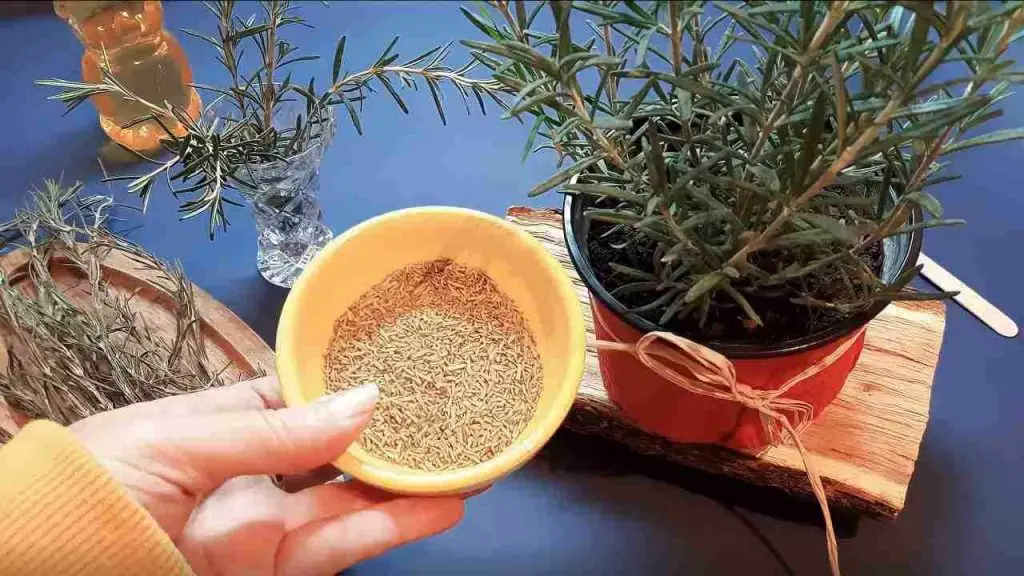 Esta hermosa planta lo cura todo de pies a cabeza – la tienes en el jardín
