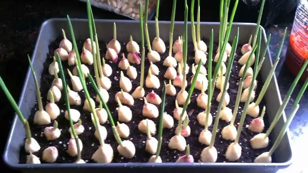 Ajo, con este método lo multiplicas hasta el infinito – lo hacen los jardineros