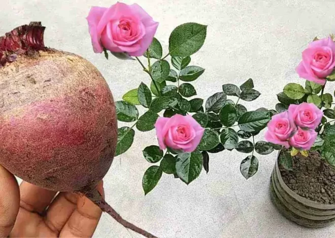 Este fertilizante natural hará que una avalancha de flores florezca en cualquier planta.