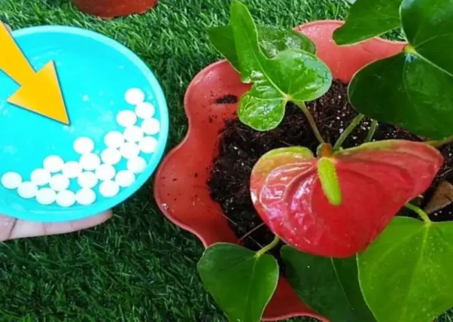 Anthurium, cómo cuidarlo y cultivarlo en casa: solo así vivirá mucho tiempo
