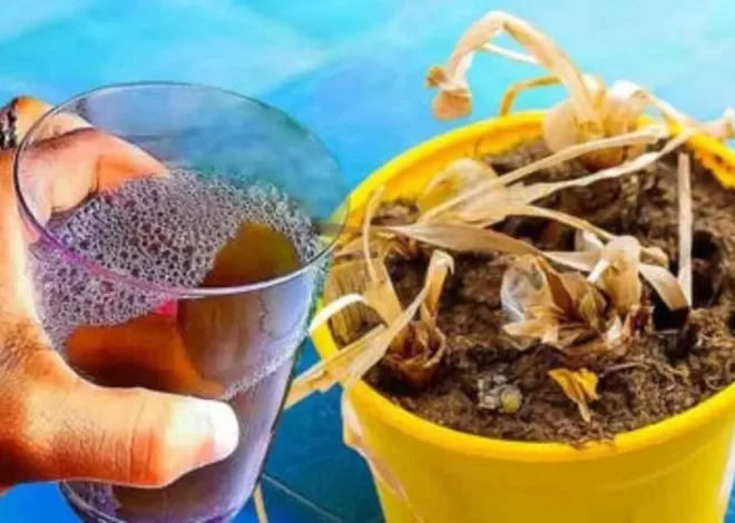 Planta muerta, no la tires: comprueba la jugada de los jardineros para revivirla inmediatamente