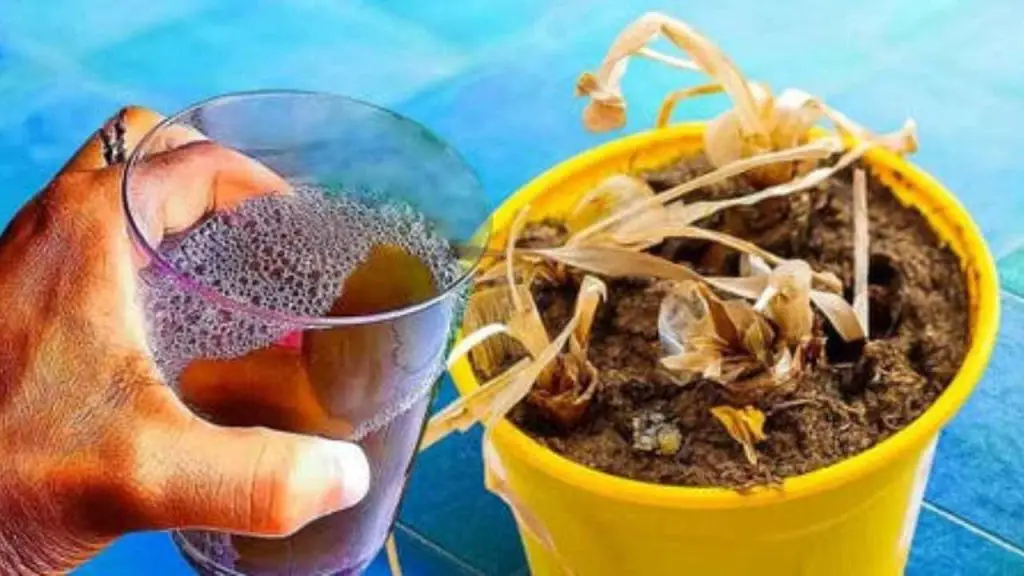Planta muerta, no la tires: comprueba la jugada de los jardineros para revivirla inmediatamente