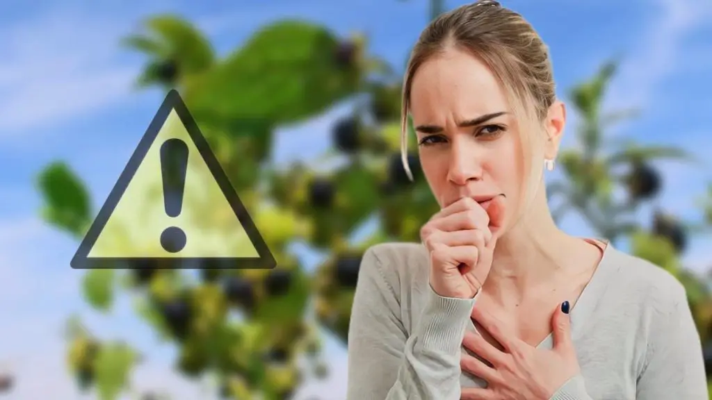 Cuidado con esta hermosa planta en el jardín: un peligro para los pulmones