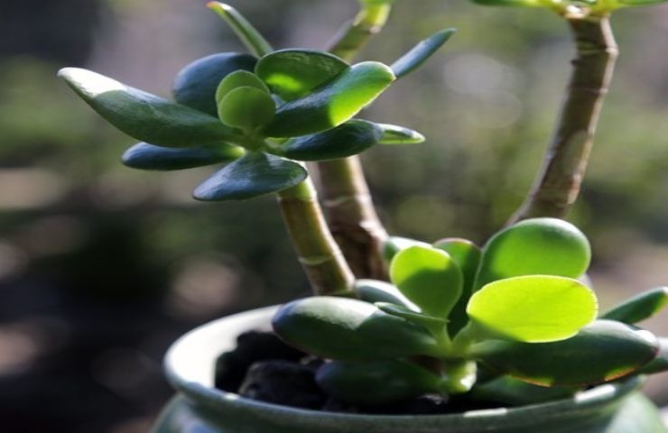 Árbol de jade al sol, qué le puede pasar