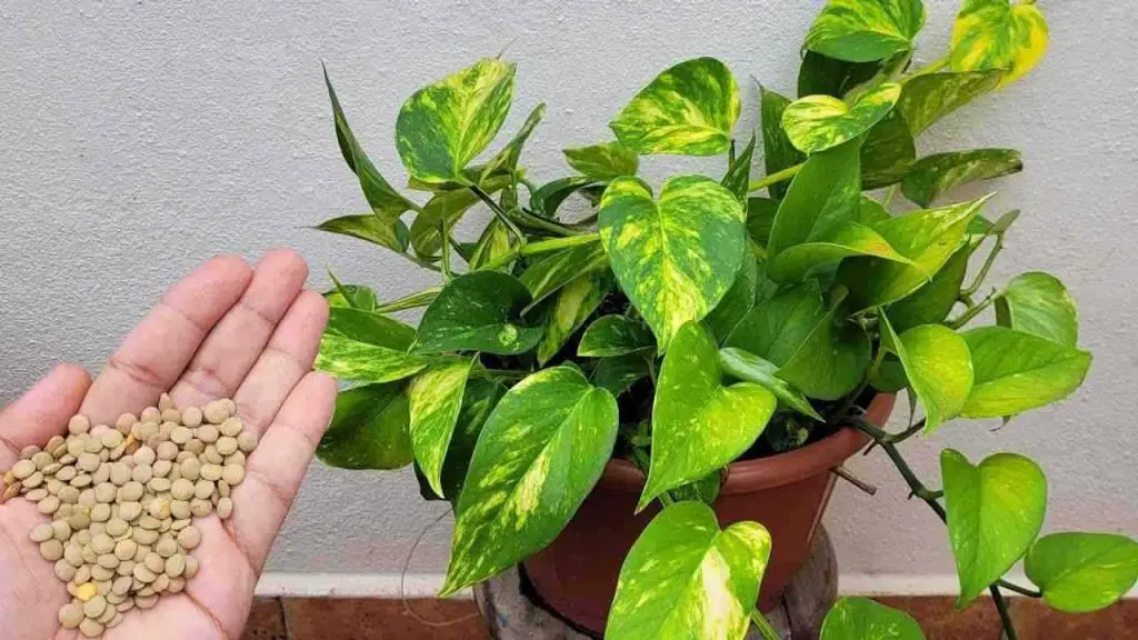Un vaso pequeño en cada planta y los resultados estarán garantizados: nunca tuve estos resultados