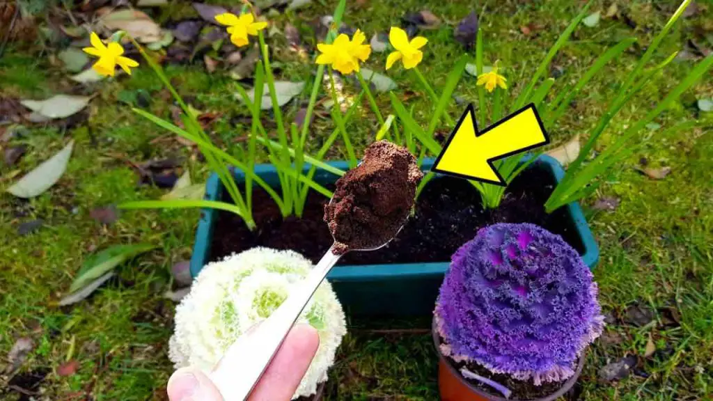 Solo una cucharada y tus flores florecerán como nunca tanto en la casa como en el jardín.