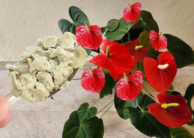 Anthurium, como tener una explosión de flores – el barrio querrá saber el secreto