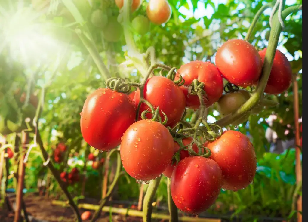 20 Mistakes That Can Destroy Your Tomato Harvest