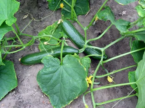 20 Mistakes to Avoid When Planting Cucumbers