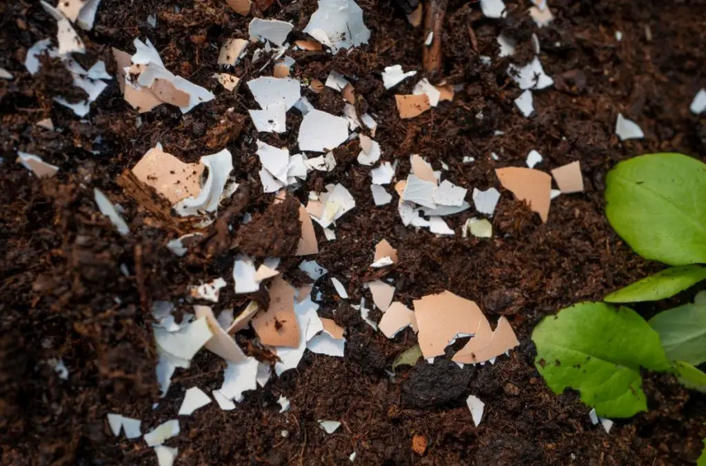 20 homemade fertilizers whose ingredients you already have at home