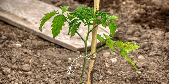 23 Common Additives for Tomato Planting Holes to Boost Growth and Flavor
