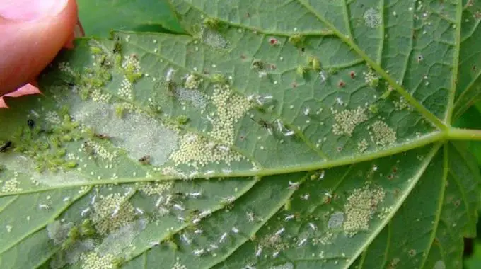 4 Natural Baking Soda Remedies to Combat Aphids