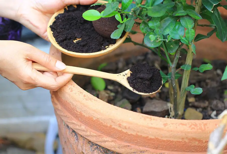 4 Natural Fertilizers to Promote Growth in Your Green Plants