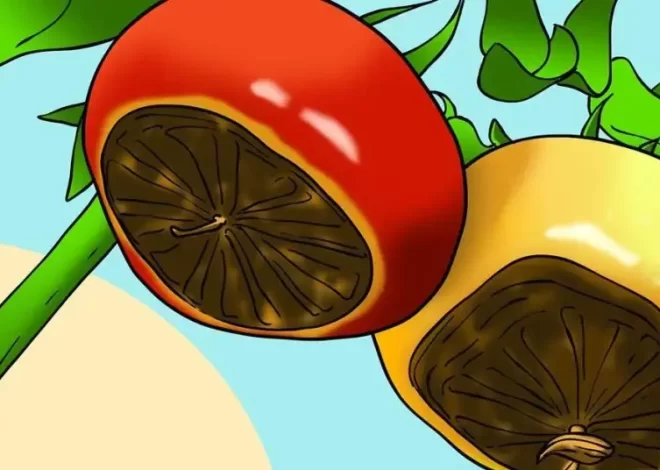 4 consejos para prevenir la podredumbre apical en los tomates