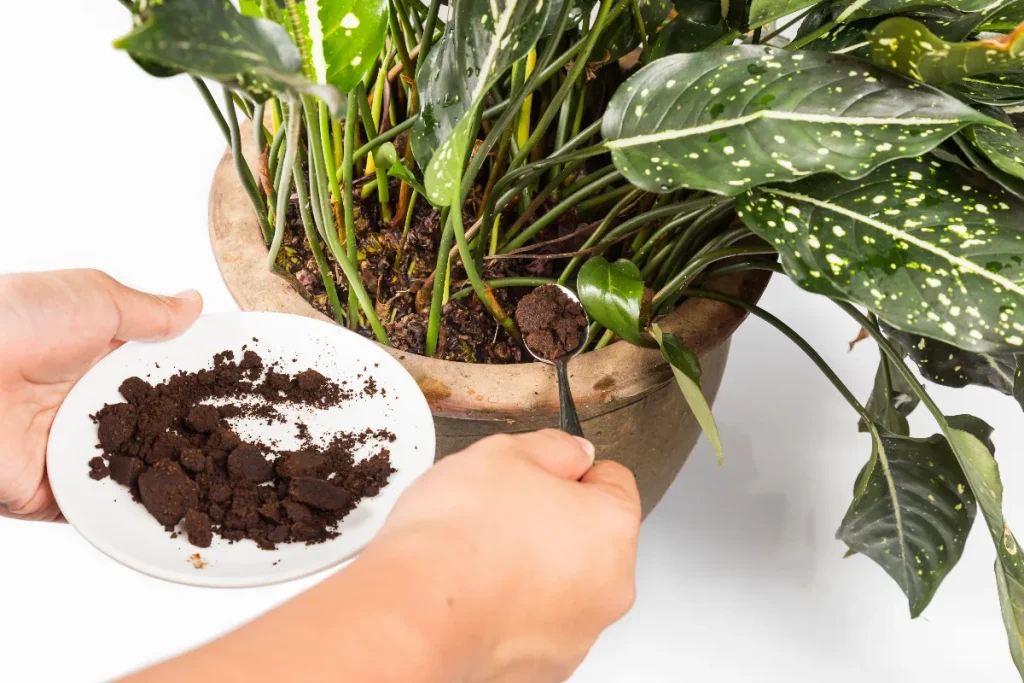 5 Natural Fertilizers for Your Seedlings: Easily Boost the Growth of All Your Plants