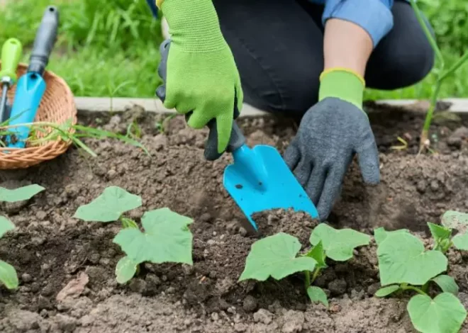6 errores a evitar absolutamente para una siembra exitosa de tus pepinos