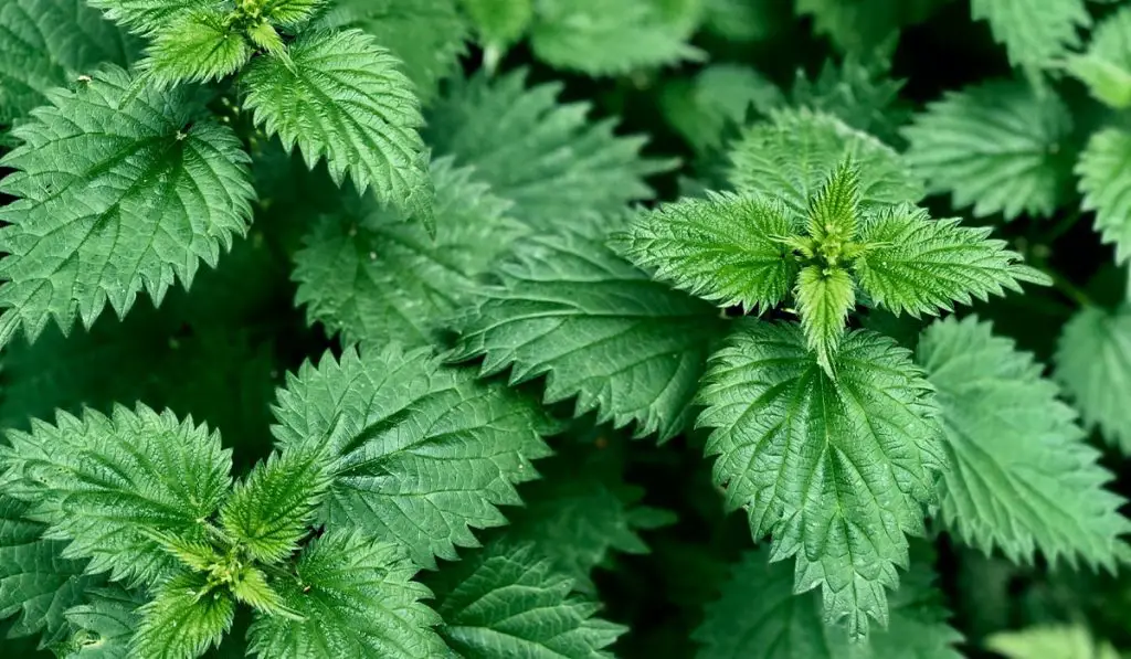 7 “Weeds” to Cook at Least Once in Your Life (Including Nettle)