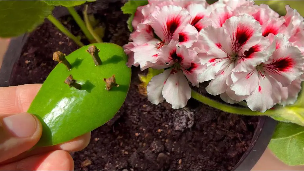 A 15-Year Miracle: How One Leaf Transformed into a Magnificent Bloom