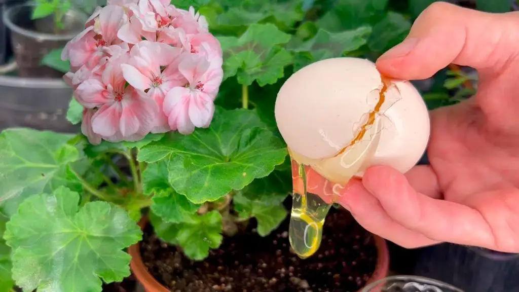 A Family Affair: Grandfather’s Advice Transforms Even the Frail Geranium!