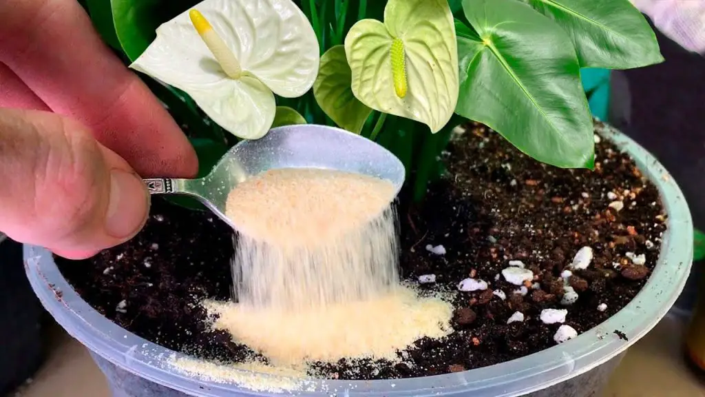 A Spoonful of Magic: Transform Your Home Flowers into Lush Beauties!