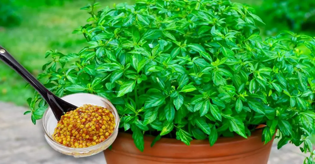 Abono natural para plantas de hortalizas: cómo prepararlo