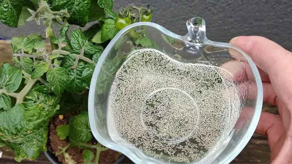 Accelerate Your Tomato Growth The Secret Ingredient Just a Few Drops Under the Root!