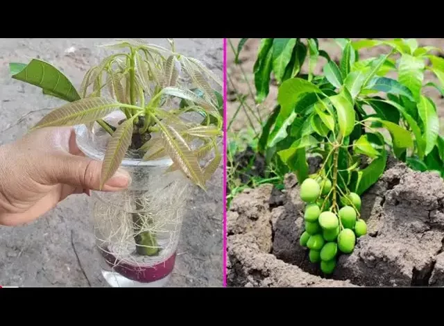 Accelerating Growth: A Unique Technique of Grafting Branches with Aloe Vera for Rapid Growth