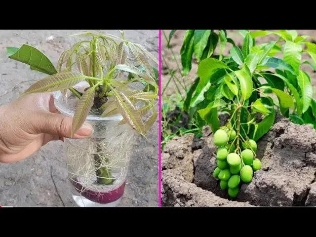 Accelerating Growth: A Unique Technique of Grafting Branches with Aloe Vera for Rapid Growth