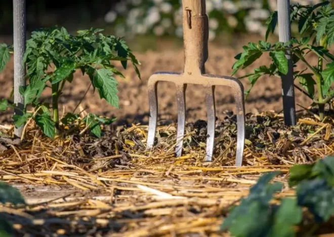 Cómo cultivar jengibre en casa: el método simple y efectivo