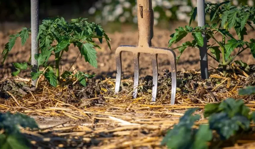 Cómo cultivar jengibre en casa: el método simple y efectivo