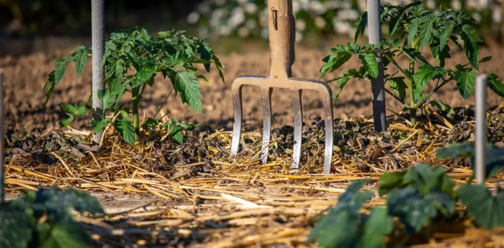 Cómo cultivar jengibre en casa: el método simple y efectivo