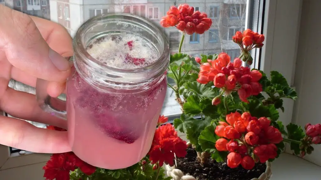 All House Flowers Love This Easy Feed! Even Old Flowers Come to Life and Bloom Lushly!