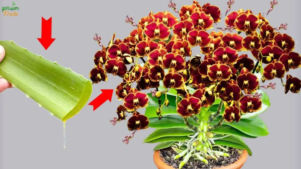 Aloe Vera Magic The Key to Thriving Orchids All Year Long!