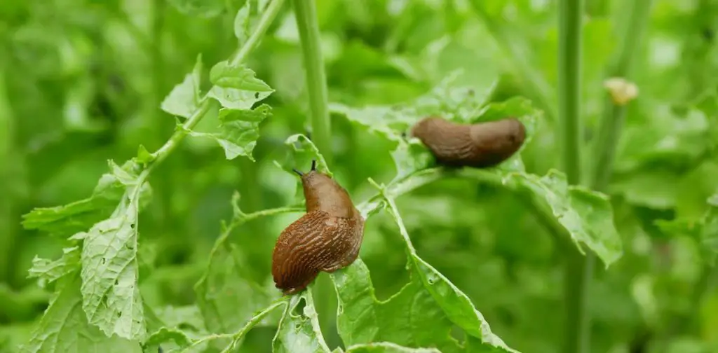 Aquí hay 5 consejos naturales y formidables para mantener a las babosas alejadas de su huerta
