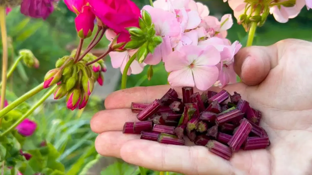 Astonishing Transformation: Every Home Flower Blooms Luxuriantly!