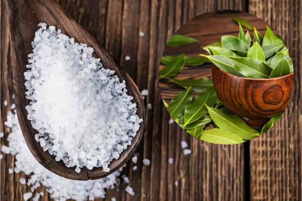 Bay Leaves and Salt: A Mix Worth Gold! My Grandma Taught Me How to Use It